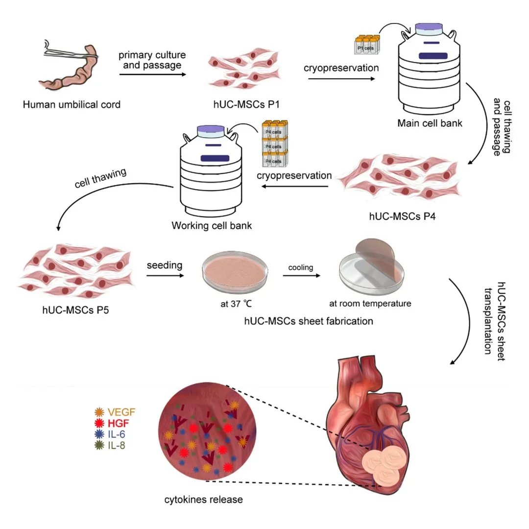 Preklinická studie MSC z pupečníku pro obnovu ischemické srdeční tkáně